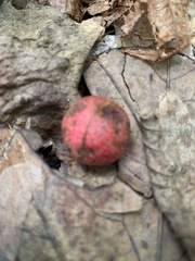 Amphibolips quercusjuglans