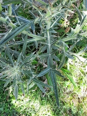 Cirsium eriophorum