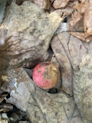 Amphibolips quercusjuglans