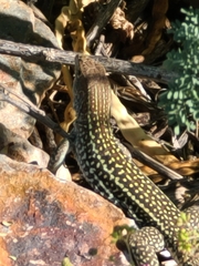 Aspidoscelis stictogrammus