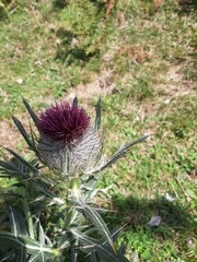 Cirsium eriophorum