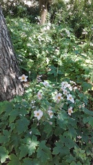 Eriocapitella hupehensis