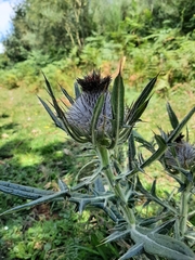 Cirsium eriophorum