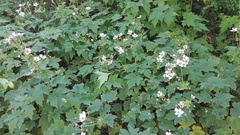 Eriocapitella hupehensis