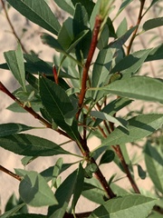 Prunus pumila