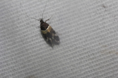 Triclonella determinatella