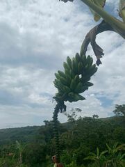 Musa