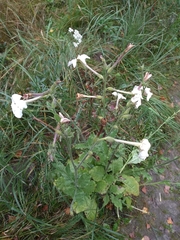 Nicotiana alata