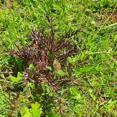 Carlina acaulis