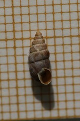 Chondrina