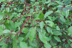 Cornus sericea