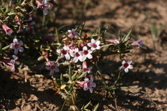 Pachypodium bispinosum