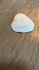 Arcidae