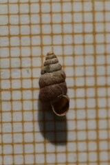 Chondrina