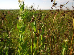 Hasteola suaveolens