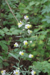 Symphyotrichum ontarionis