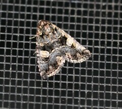 Condica macrosema