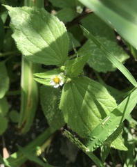 Galinsoga quadriradiata