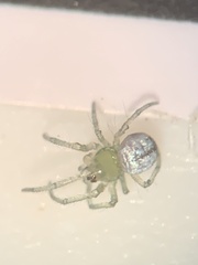 Leucauge