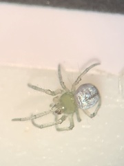 Leucauge