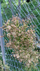 Erigeron canadensis