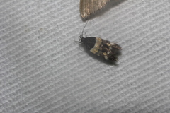 Triclonella determinatella