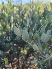 Simmondsia chinensis