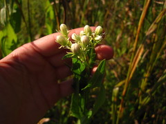 Hasteola suaveolens