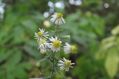 Symphyotrichum ontarionis