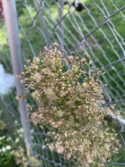 Erigeron canadensis
