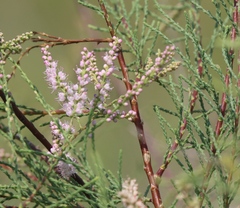 Tamarix ramosissima
