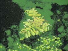 Salvinia natans