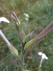 Nicotiana alata