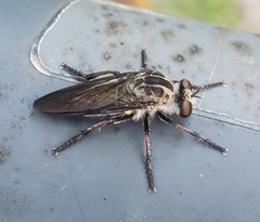 Heteropogon macerinus