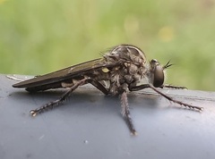 Heteropogon macerinus