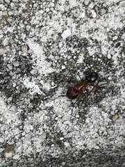 Camponotus floridanus
