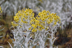 Senecio niveoaureus