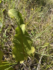 Silphium terebinthinaceum terebinthinaceum
