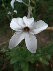 Nicotiana alata