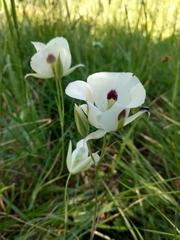 Calochortus eurycarpus