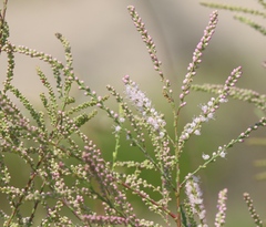 Tamarix ramosissima