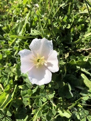 Oenothera acaulis