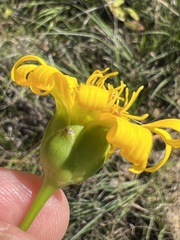 Silphium terebinthinaceum terebinthinaceum