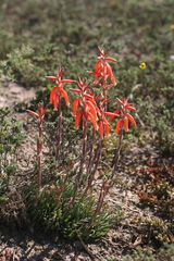 Aloe humilis