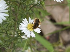 Sparnopolius confusus