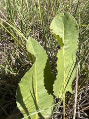 Silphium terebinthinaceum terebinthinaceum