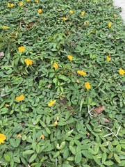Arachis pintoi