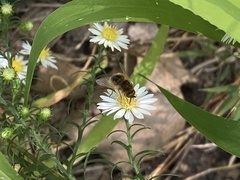 Sparnopolius confusus