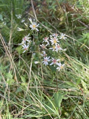 Doellingeria umbellata