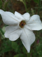 Nicotiana alata